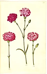 Dianthus caryophyllus (have-nellike) by Hans Simon Holtzbecker