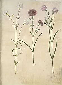 Dianthus plumarius (fjer-nellike) by Hans Simon Holtzbecker