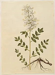 Dictamnus albus (hvid diktam) by Hans Simon Holtzbecker