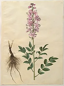 Dictamnus albus (hvid diktam) by Hans Simon Holtzbecker