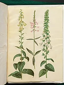 Digitalis grandiflora (storblomstret fingerbøl); Physostegia virginiana (drejeblomst); Digitalis purpurea (almindelig fingerbøl) by Hans Simon Holtzbecker