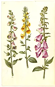 Digitalis purpurea (almindelig fingerbøl); Digitalis grandiflora (storblomstret fingerbøl) by Hans Simon Holtzbecker