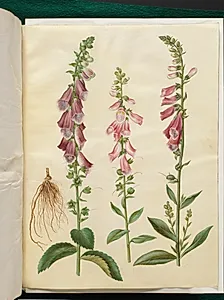 Digitalis purpurea (almindelig fingerbøl) by Hans Simon Holtzbecker