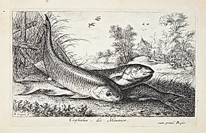 Døbel (Caphalus) by Albert Flamen