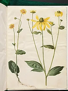 Doronicum pardalianches (hjertebladet gemserod); Rudbeckia laciniata (fliget solhat) by Hans Simon Holtzbecker
