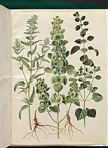 Dracocephalum moldavica (moldavisk dragehoved); Moluccella spinosa (tornet tragtbæger); Melissa officinalis (citron-melisse) by Hans Simon Holtzbecker