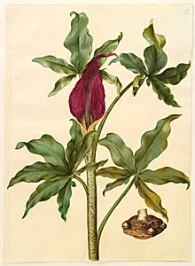 Dracunculus vulgaris (almindelig dragerod) by Hans Simon Holtzbecker