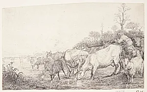 Drikkende kvæg