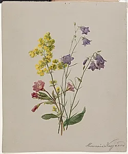 Dueurt, gul snerre og klokkeblomst