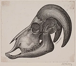 Dyrekranie med horn by Ubekendt