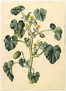 Ecballium elaterium (æselagurk) by Hans Simon Holtzbecker