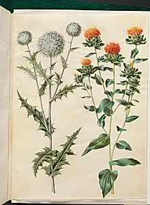 Echinops sphaerocephalus (almindelig tidselkugle); Carthamus tinctorius (gul saflortidsel) by Hans Simon Holtzbecker