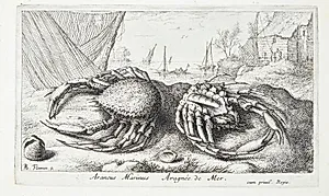 Edderkoppekrabbe? (Araneus marinus) by Albert Flamen