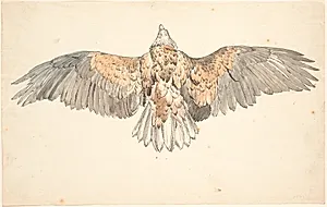 En død musvåge med udspilede vinger by P.C. Skovgaard