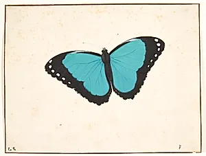 En eksotisk dagsommerfugl by Pieter Holsteyn (I)