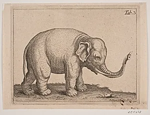En elefant by Johanna Fosie
