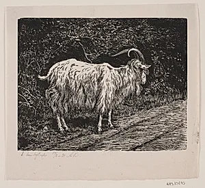 En gedebuk