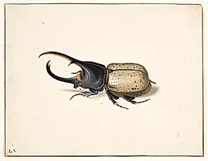 En herkulesbille (dynastes hercules) by Pieter Holsteyn (I)