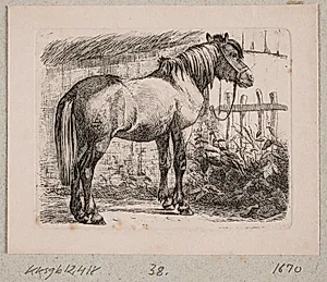 En hest med grime by Johannes Wilhelm Zillen