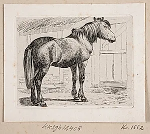 En hest uden grime by Johannes Wilhelm Zillen
