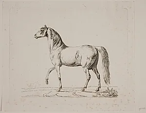 En hingst by Christian David Gebauer