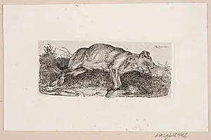 En hund liggende på marken