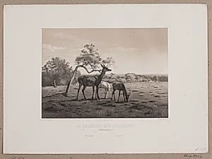 En kronhind med sine kalve by Adolph Kittendorff