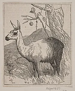 En lama