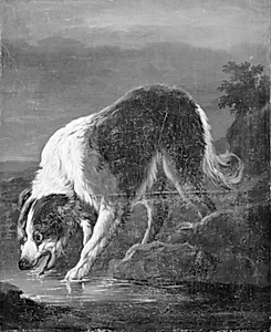 En langhåret hvid og brunplettet hund står og drikker ved et vand by Ubekendt