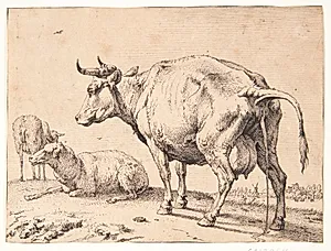 En pissende ko by Paulus Potter