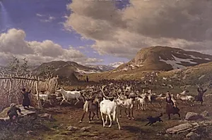 En rensdyrhjord drives til malkepladsen. Motivet fra højfjeldene nord for Røros