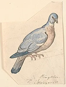 En ringdue. by P.C. Skovgaard