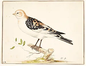 En snespurv (plectrophenax nivalis)