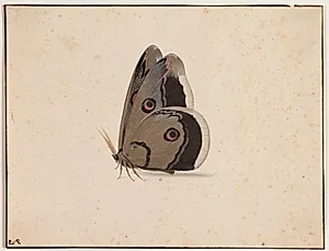 En sommerfugl by Pieter Holsteyn (I)