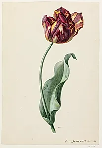 En tulipan med flammede kronblade by Domenico Riccardi