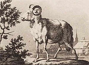 En vædder by J.F. Clemens