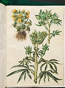 Eranthis hyemalis (have-erantis); Helleborus viridis (grøn nyserod); Helleborus foetidus (stinkende nyserod) by Hans Simon Holtzbecker