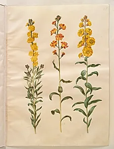 Erysimum cheiri (gyldenlak) by Hans Simon Holtzbecker