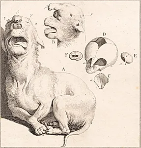 Et misfoster af en hundehvalp by J.F. Clemens
