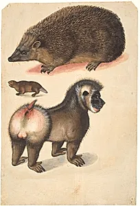Et pindsvin, en bæver og en hanbavian by Christoph Amberger