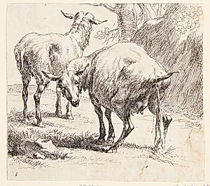 Et stående og et pissende får by Nicolaes Berchem
