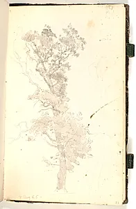 Et stort træ by P.C. Skovgaard