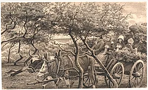 Et studekøretøj. Igennem krattet. Hammerum Herred by Hans Smidth