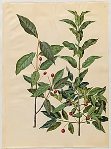 Euonymus latifolius (bredbladet benved); Euonymus europaeus (almindelig benved) by Hans Simon Holtzbecker