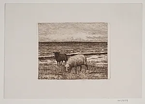 Får på strandbredden
