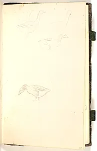 Fem ænder by P.C. Skovgaard