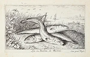 Ferskvandskvabbe (Lota siue Barbotta) by Albert Flamen
