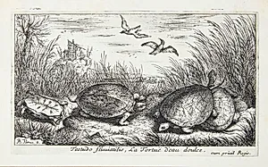 Ferskvandsskildpadden (Testudo fluuiatilus) by Albert Flamen