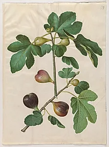 Ficus carica (almindelig figen) by Hans Simon Holtzbecker