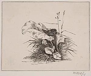 Fiolen by Adolph Kittendorff